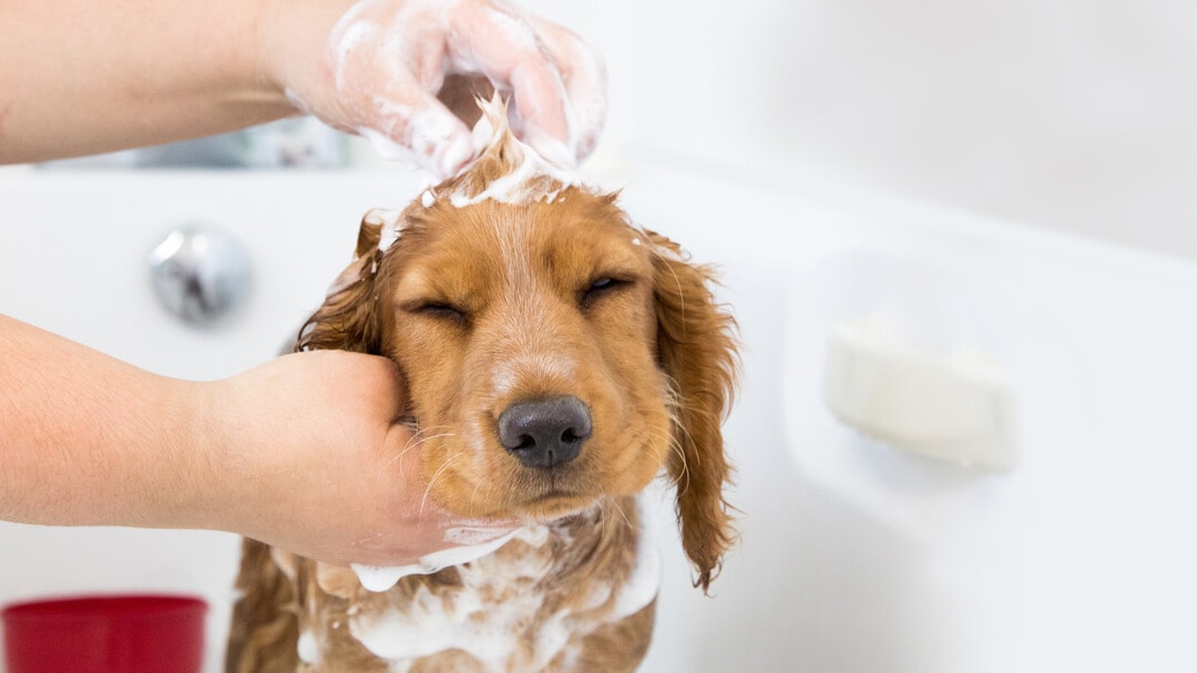 Understanding And Treating Dry Skin On Dogs