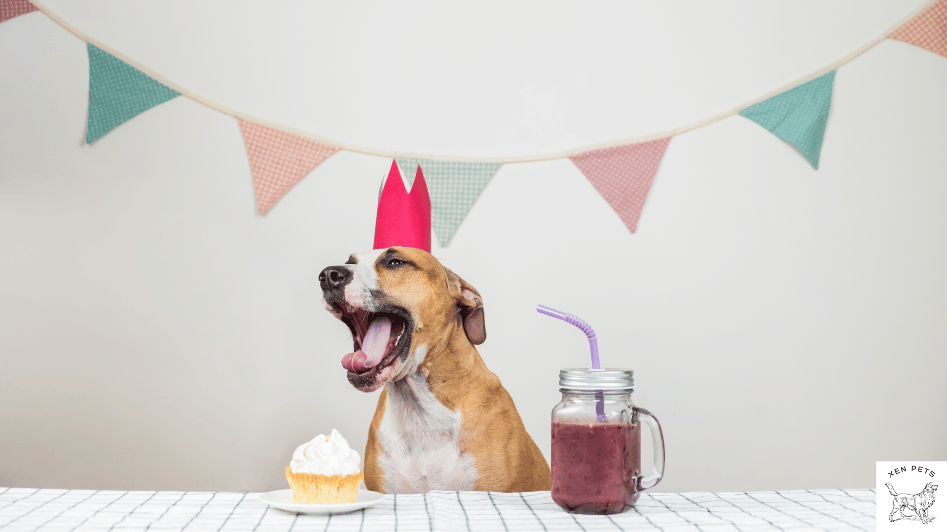 birthday dog yawning