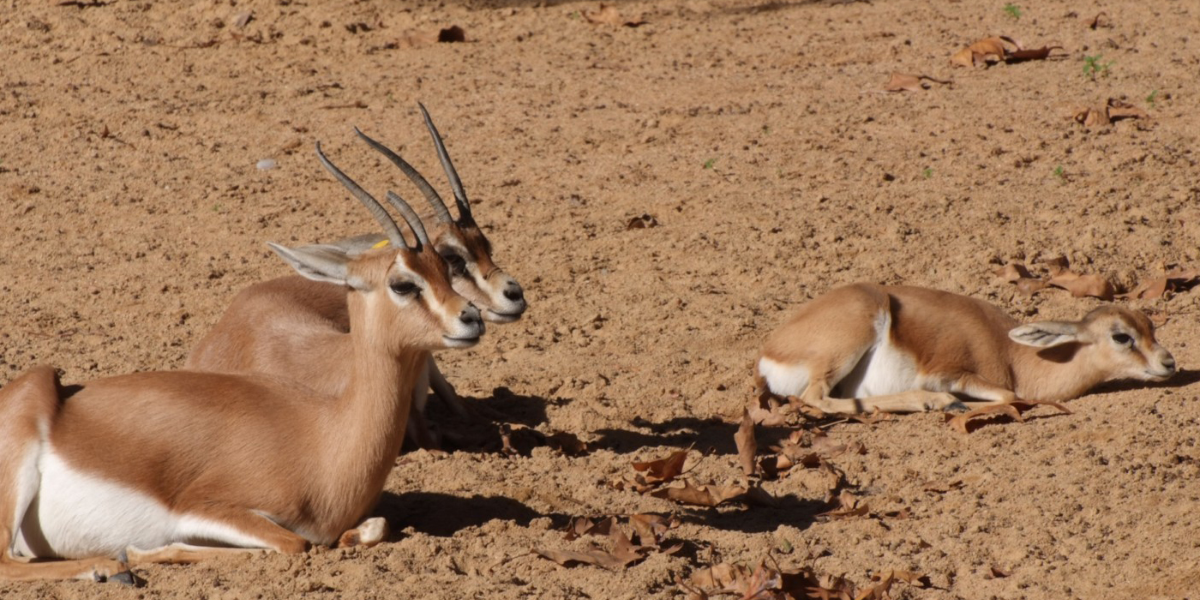 interesting animals in egypt