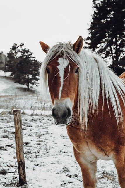 horse, pony, braid