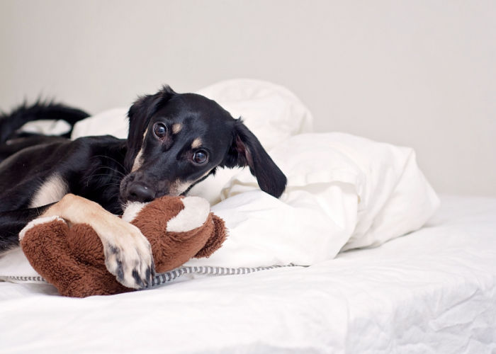 A black and tan Saluki puppy on a bed chewing on stuffed toy