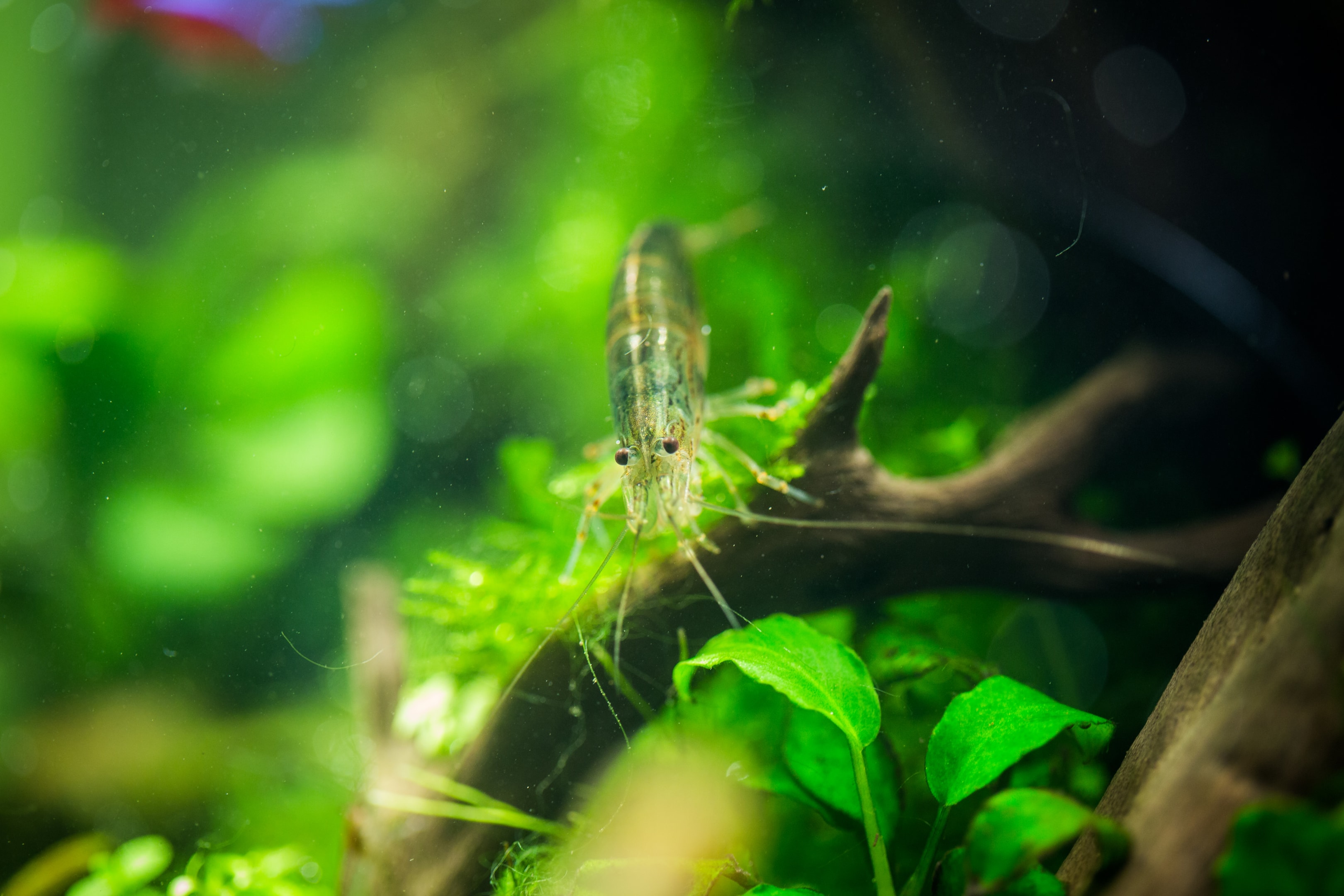 Selecting the right fish  and shrimp is crucial for maintaining a self cleaning tank.