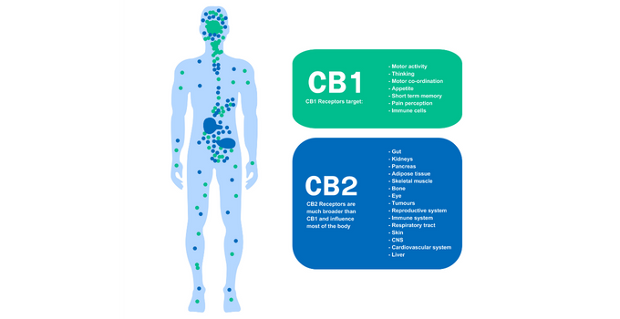 Part of the endocannabinoid system, cannabinoid receptors are located throughout the body.