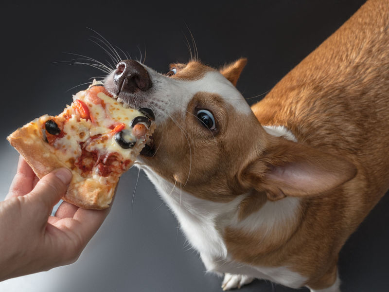 σκύλος που τρώει πίτσα