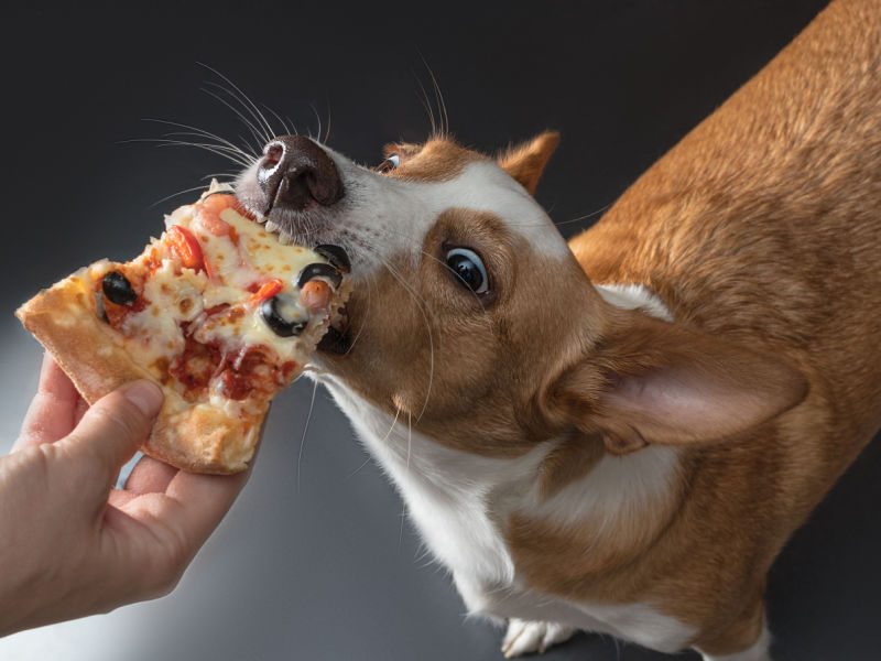 dog eating pizza