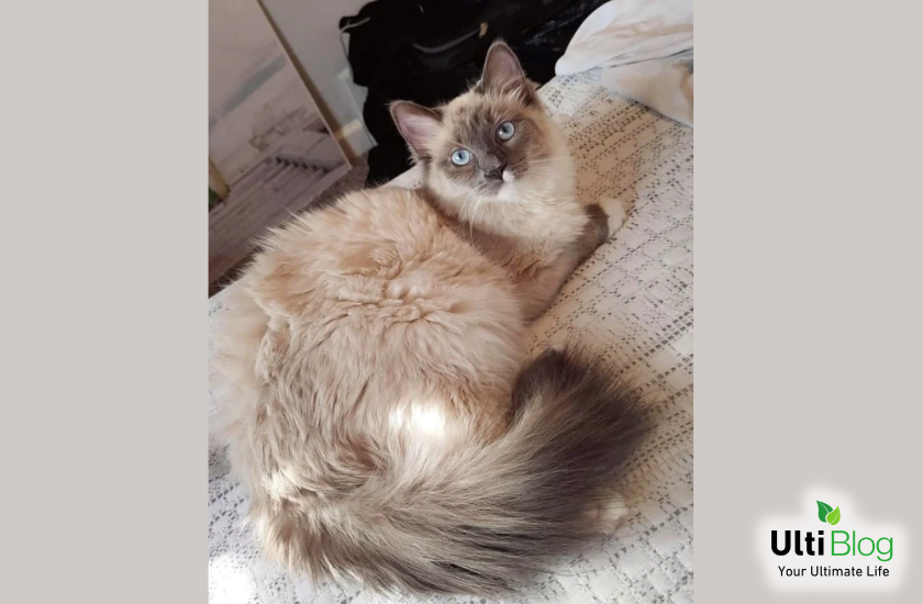Photo by Instagram @khaleesi_the_ragamese in a post about Siamese Ragdoll Cat 