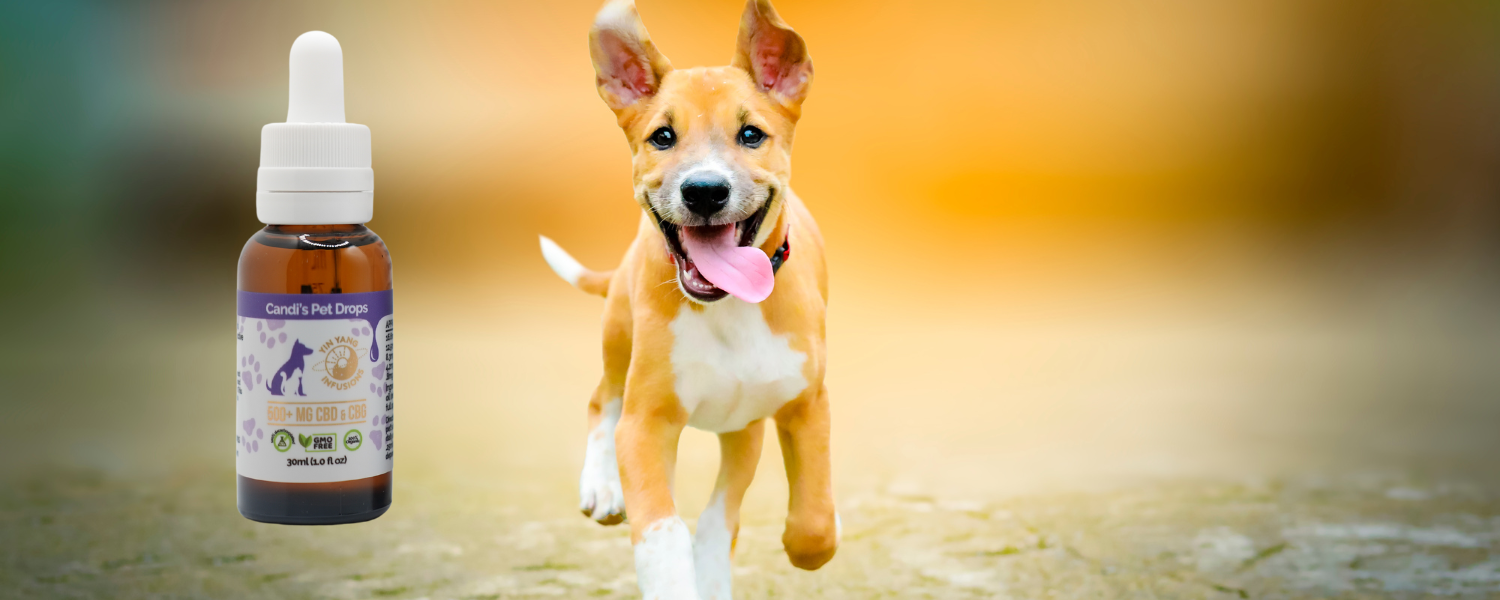An image of a puppy running toward a bottle of CBG oil 