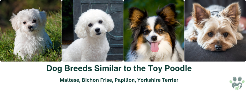 Photo Collage of dog breeds similar to the Toy Poodle