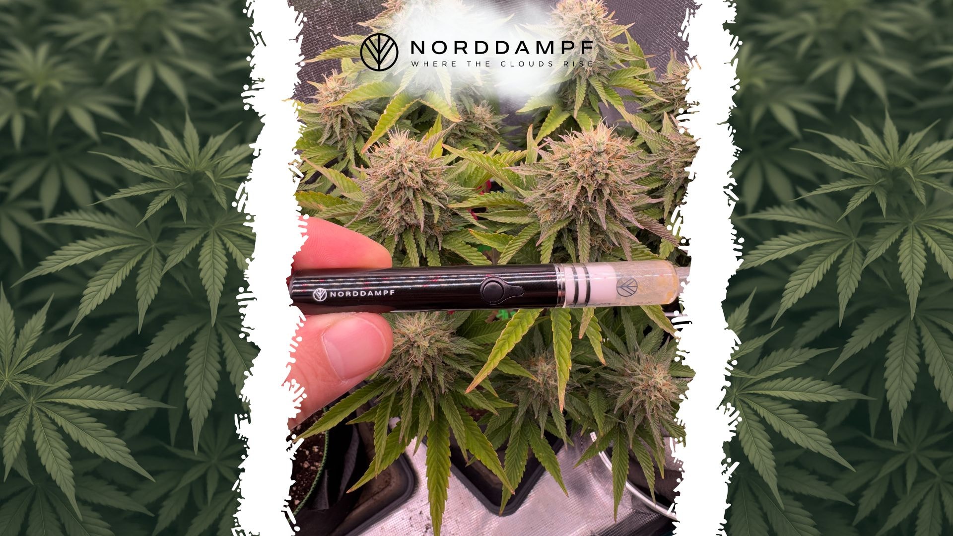 Dab Pen vor Cannabis