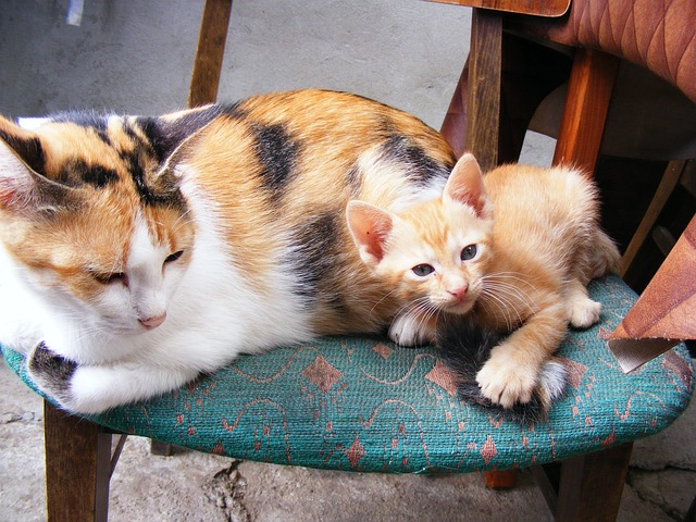 cats, animals, pets