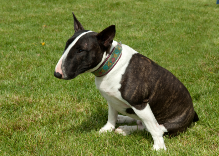 An adorable Bull Terrier, one of the dog breeds with big heads, posing for the camera.