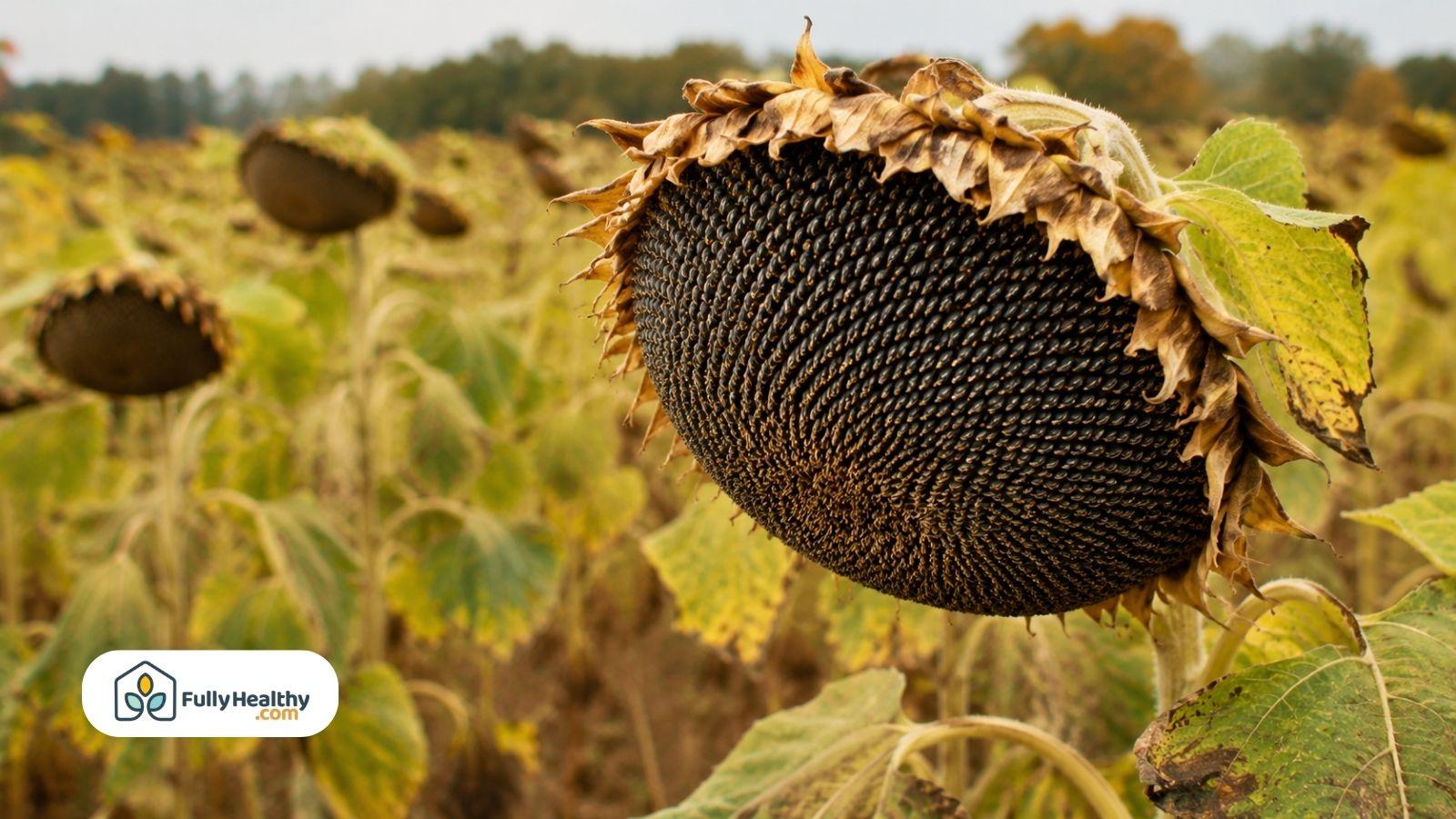 Mature sunflower head filled with seeds ready for seasonal harvesting.