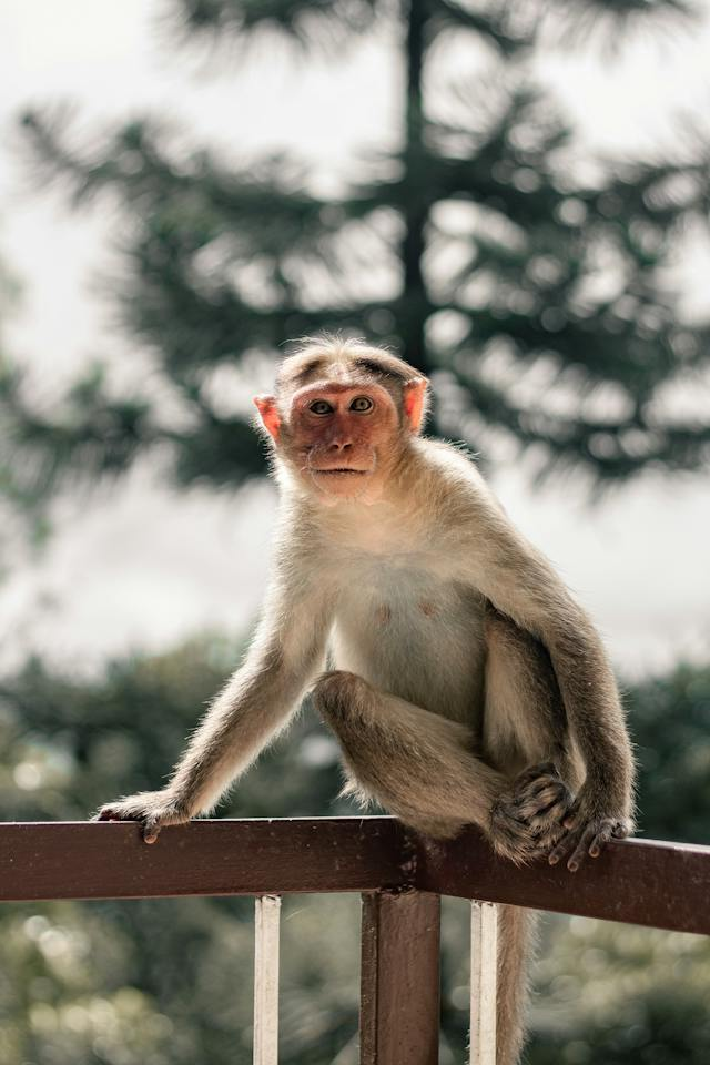 Monkey on ledge looking at camera