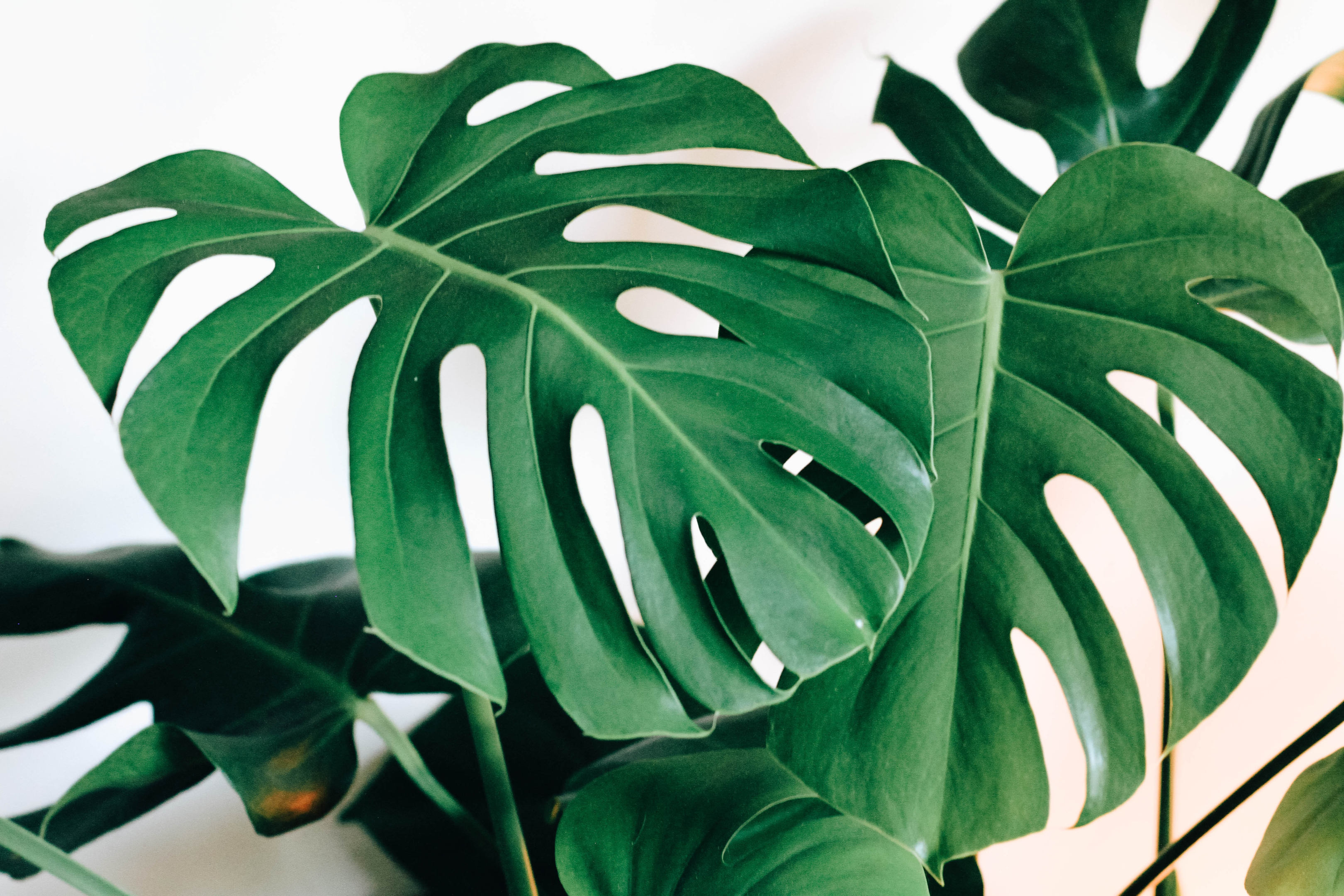 tropical large leaf plant