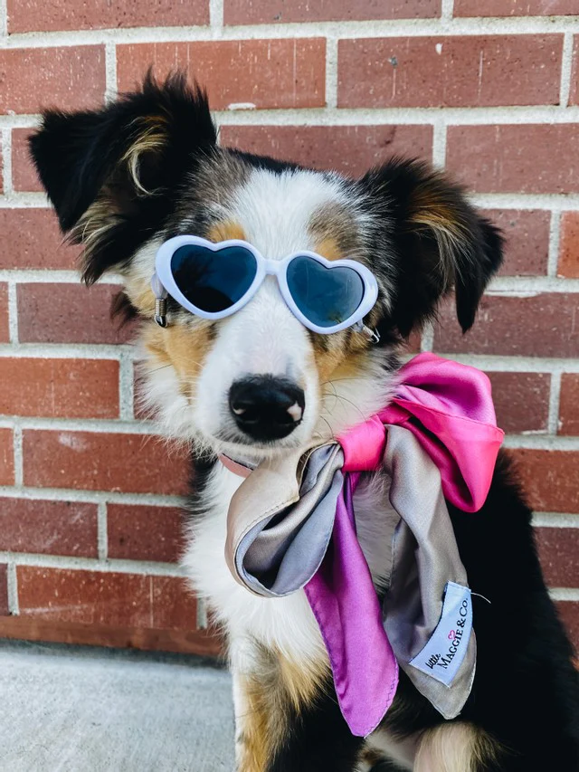 Eyewear isn't just for human. Purchase a pair for your dog to wear too from the store Posh Puppy Boutique.