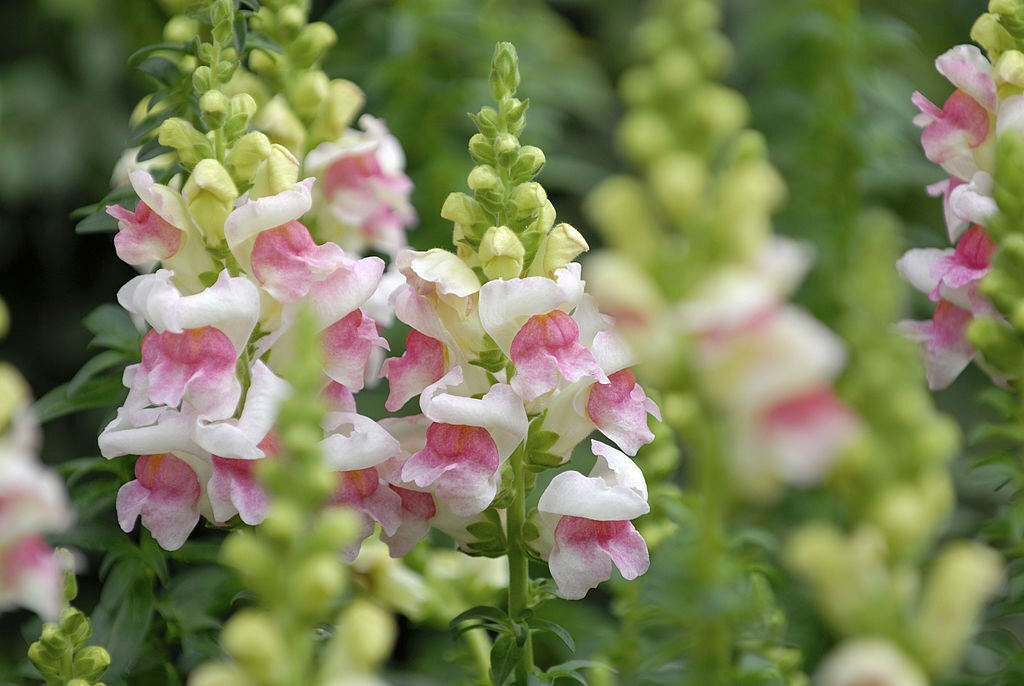 28 Beautiful Flower Names That Start With A 24