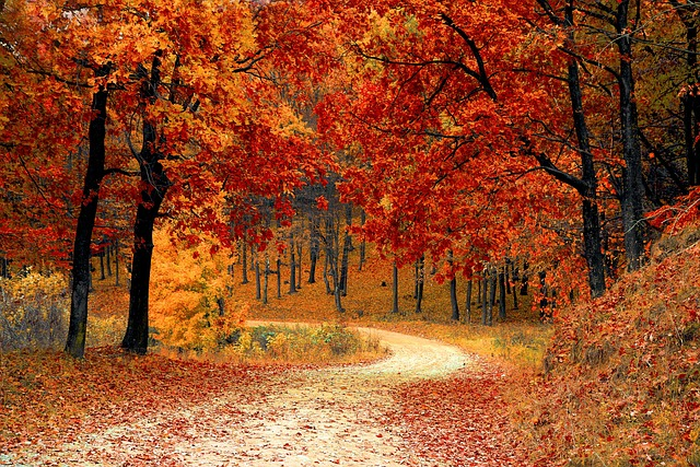 road, forest, fall