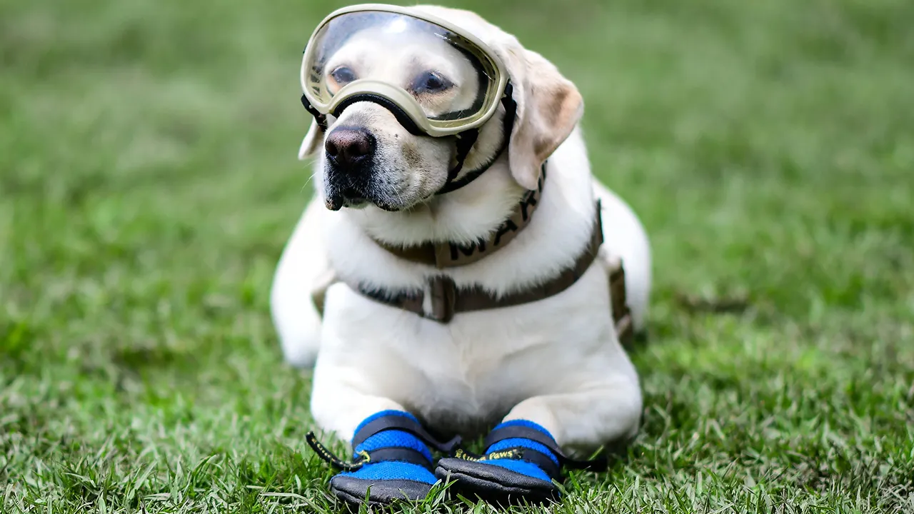 A picture of Frida a Labrador Retriever a Rescue dog