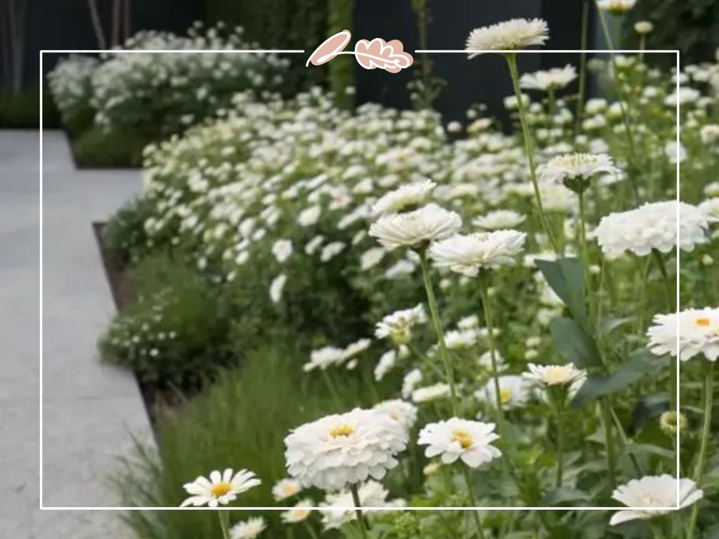 Elegant modern garden with white daisies and soft greenery – Top 50 Flower Species blog by Fabulous Flowers & Gifts.