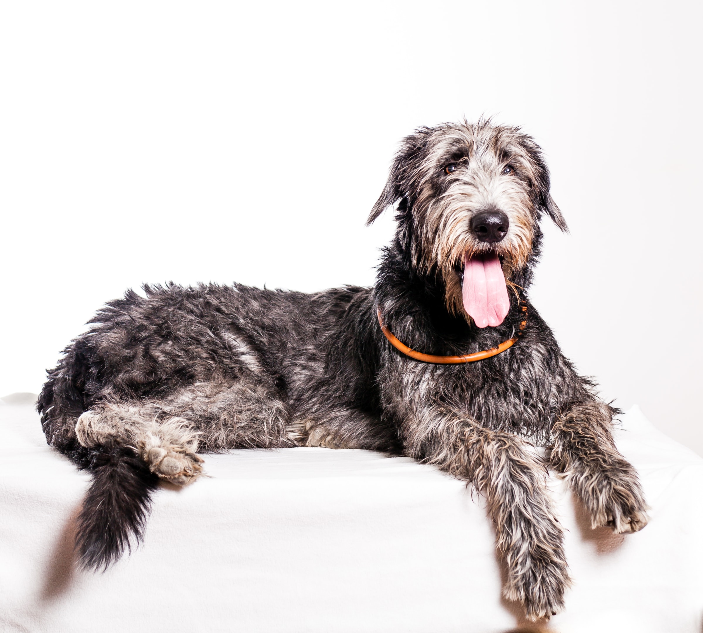 A well groomed Deerhound with it's tongue out