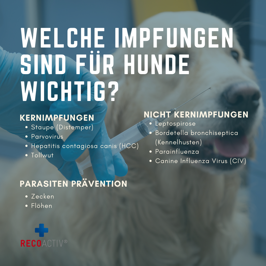 Infografik zu Impfungen beim Hund