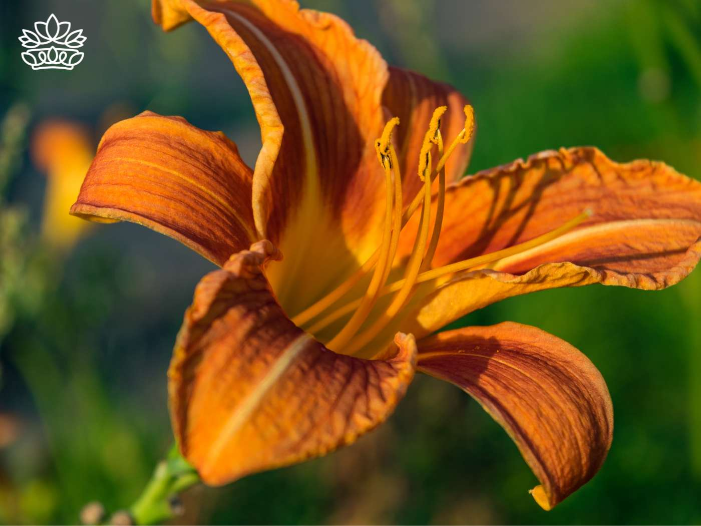 Vivid orange North American species lily, showcasing the unique beauty of one of the most species-rich regions for lilies, ideal for us to deliver flowers. Part of the Fabulous Flowers and Gifts - Lilies Collection.