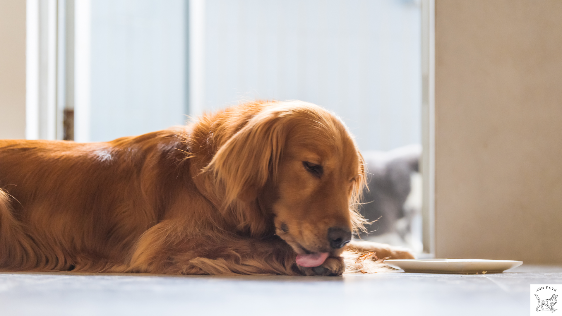 golden retriever licking the floor