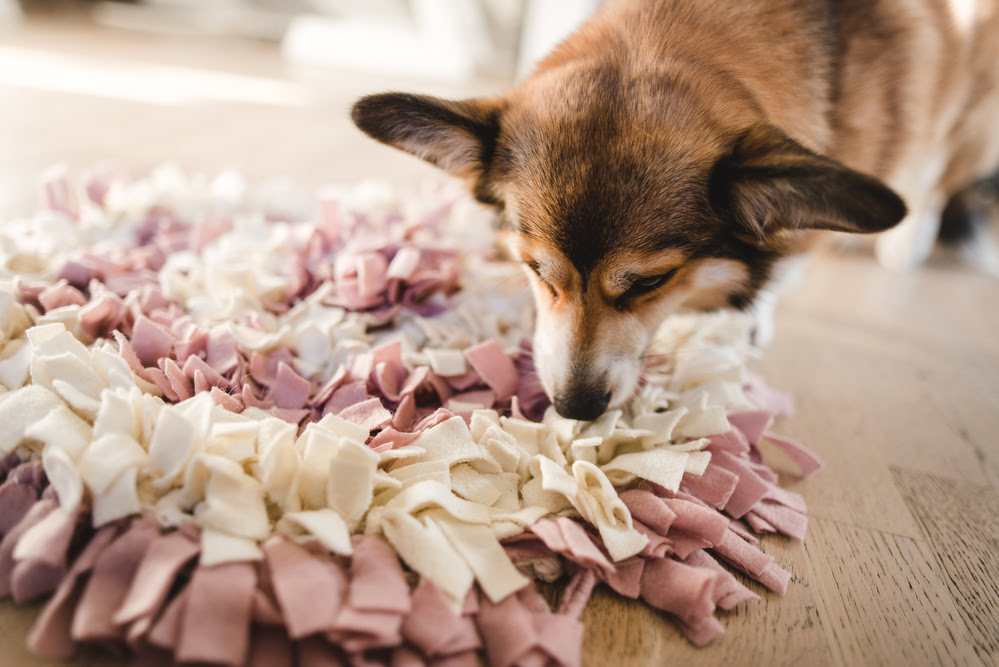 A Welsh Corgi searches for treats in a snuffle puzzle mat