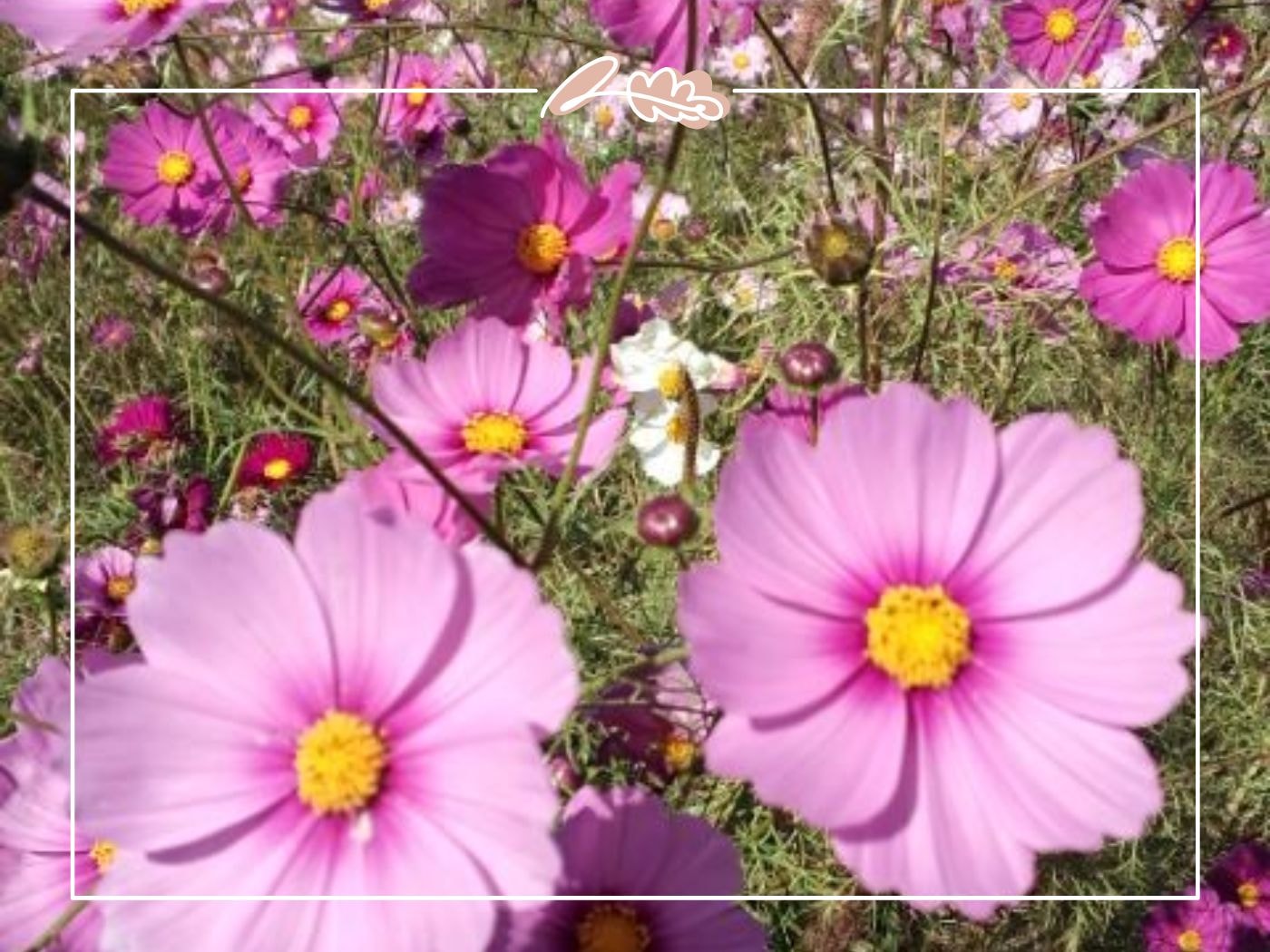Close-up of pink cosmos flowers in full meadow bloom – Top 50 Flower Species blog by Fabulous Flowers & Gifts.