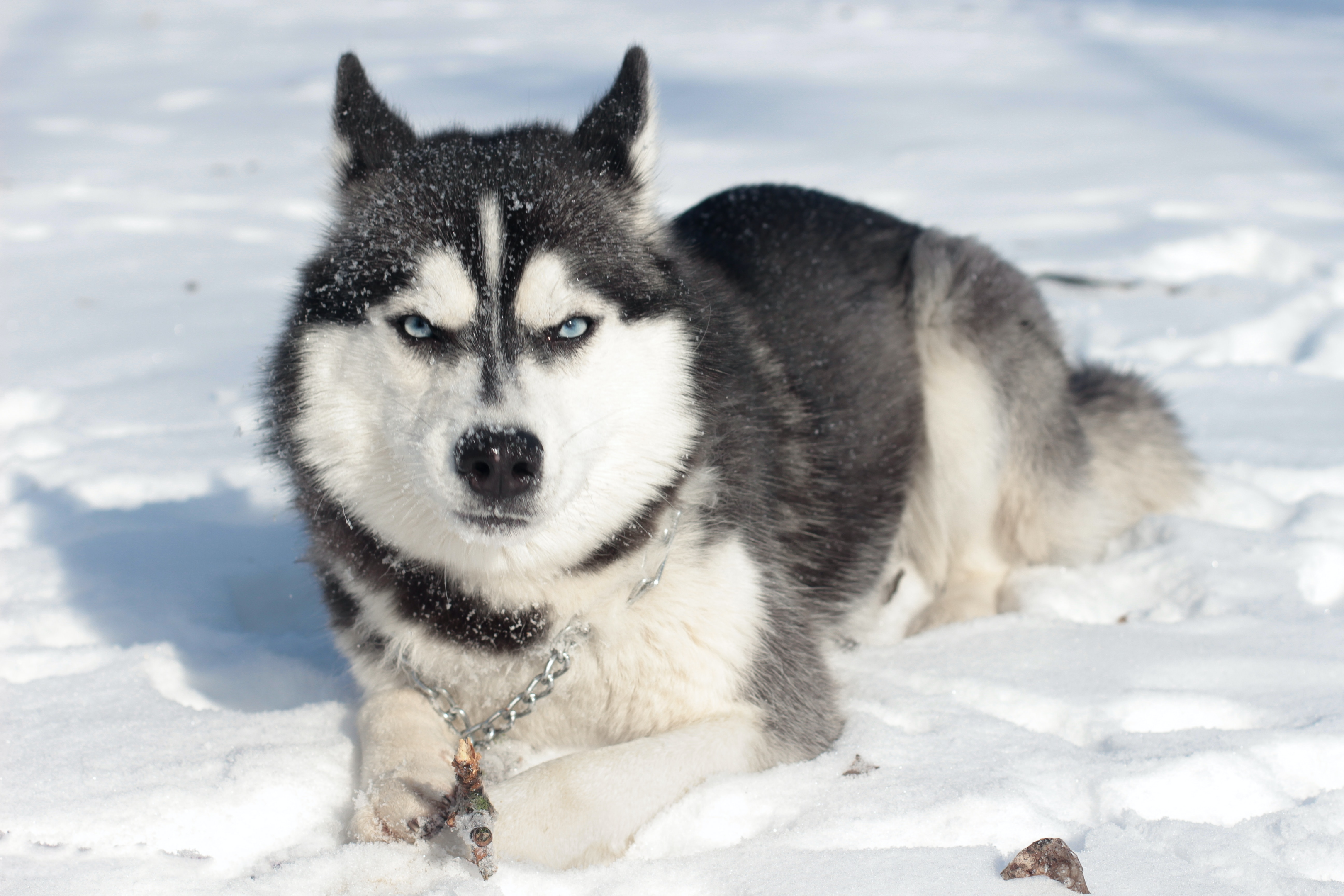 Pexels/Kateryna Babaieva-Siberian Husky