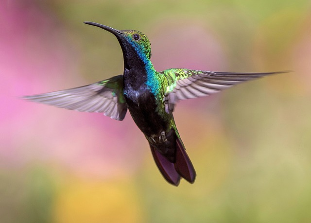 hummingbird, bird, flight