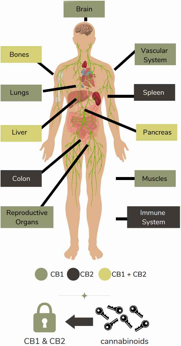 The Endocannabinoid System