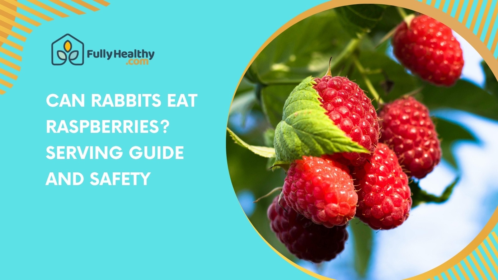 Can Rabbits Eat Raspberries? Serving Guide And Safety