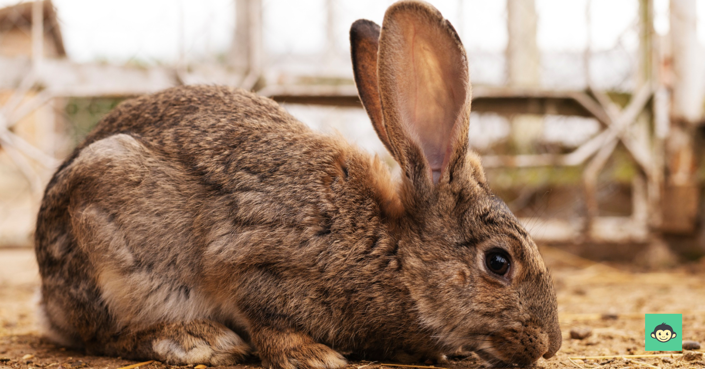 You don't need rabbit's foot for luck to implement employee experience management