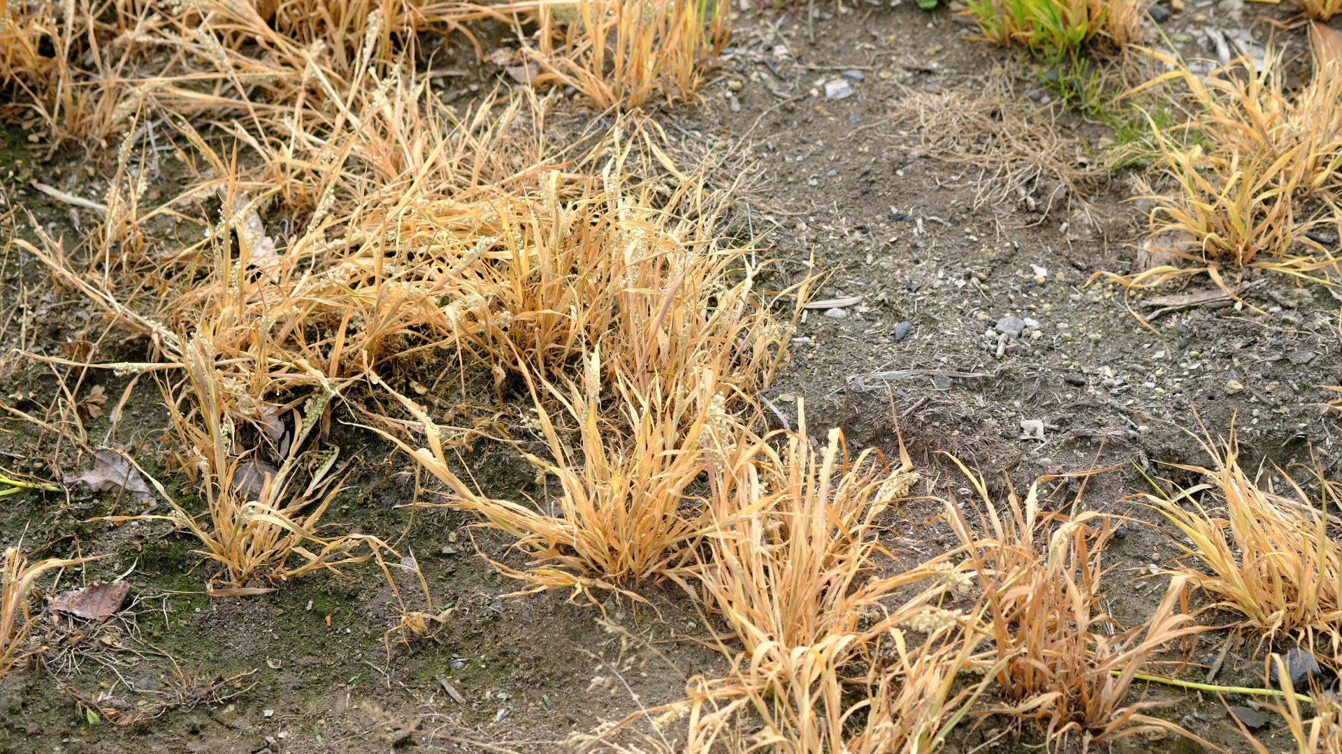 An image of grass killed by a non-selective herbicide.