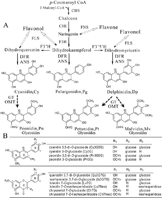 Biochemical structure of flavonoids in post about Flavonoid Supplements