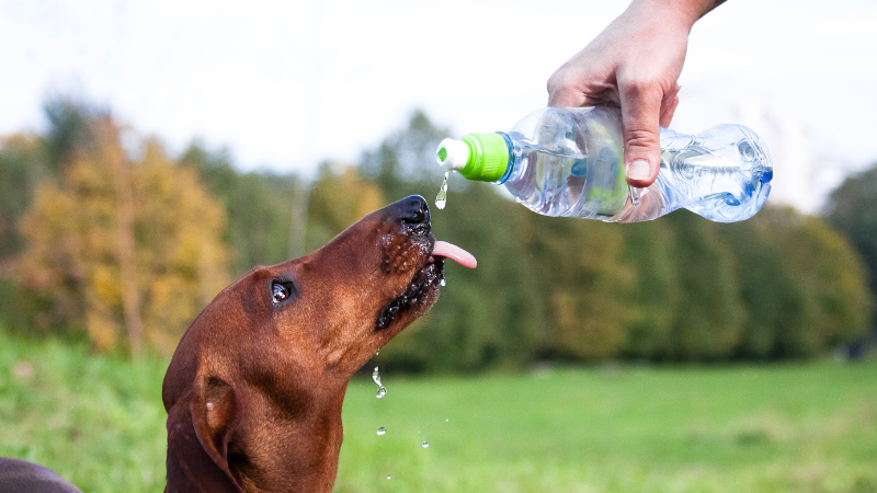 266c908d 2e3a 4541 94fd 3a5b813d6b8d How Much Water Should a Dog Drink? (A Complete Guide)