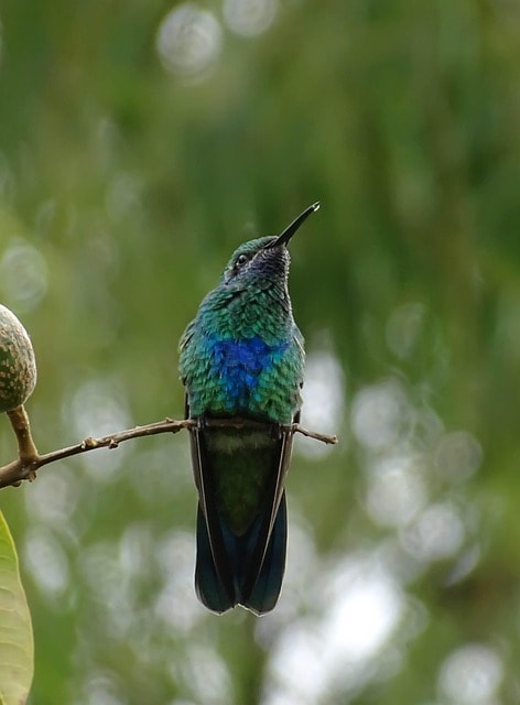 bird, hummingbird, colombia, green, nature, hummingbird, hummingbird, hummingbird, hummingbird, viaje, continuación, vez, lado, colombia en marzo marzo, colombianos, gracias, todo, una, planes, cuenta, estaciones, paisajes, hummingbird, colombia, colombia, colombia, colombia, nature