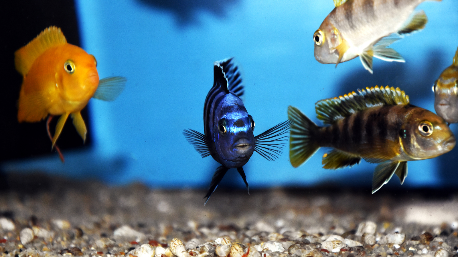 An african Cichlid setup is always vibrant and energetic.