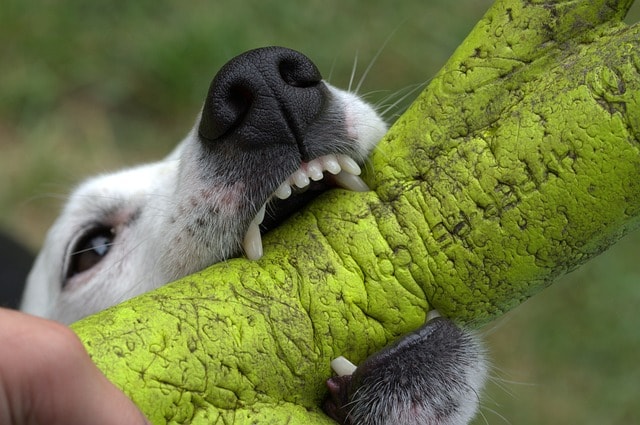 jack russell, dog, terrier