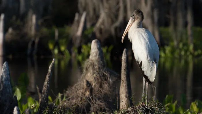 Wildlife and Ecology of Chassahowitzka