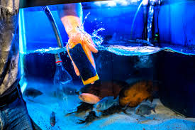 cleaning the aquarium