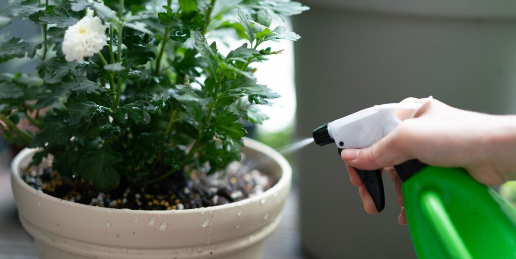 🏵mastering The Art Of Watering Mums: How Often Should You Do It?