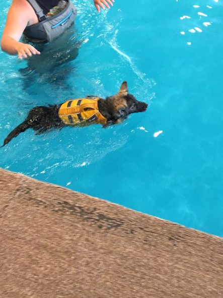 Ekko having swim lessons so he can be a #SUPPup with his Glide Paddle Boards