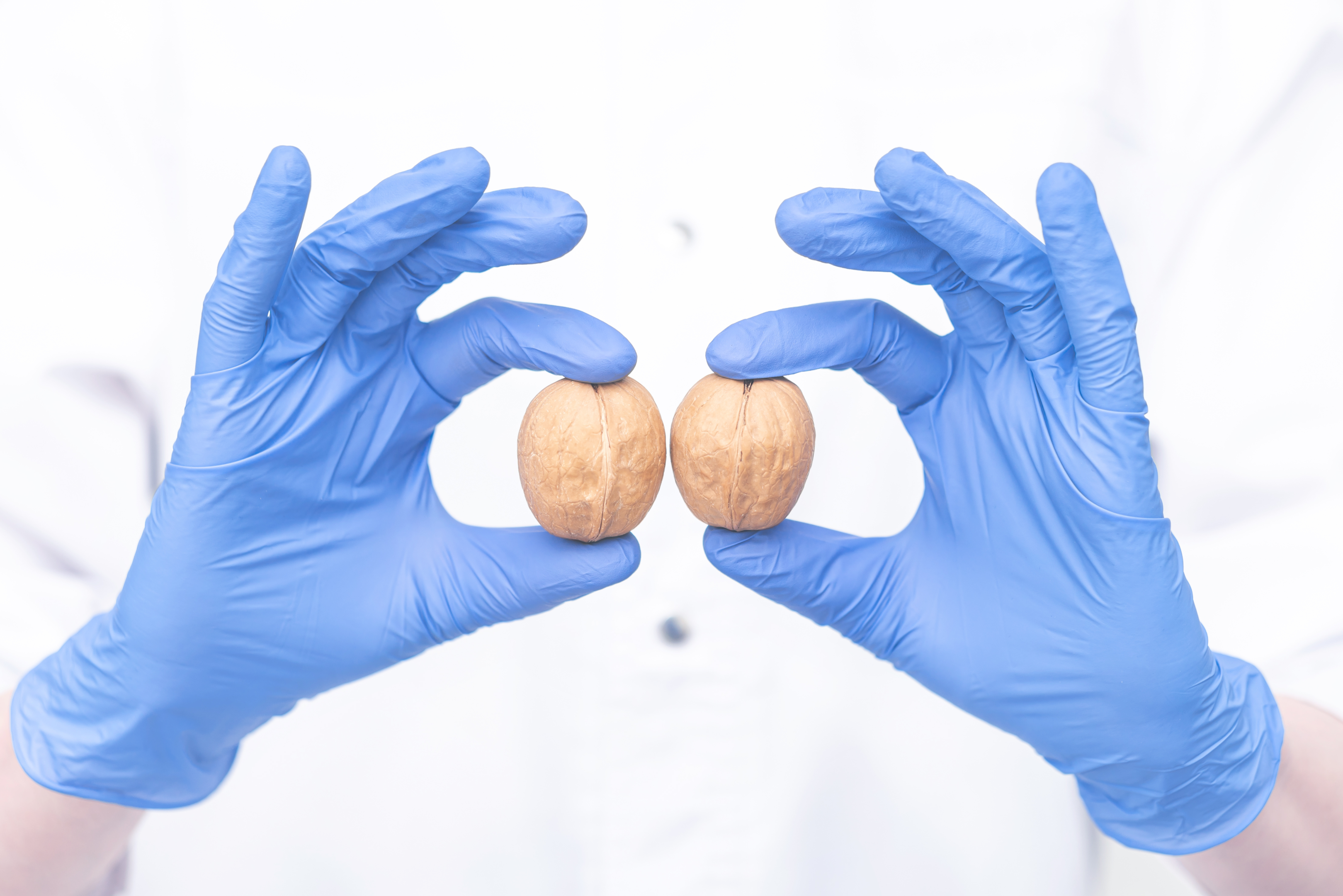 A person in blue surgical gloves holds a walnut between thumb and forefinger in each hand