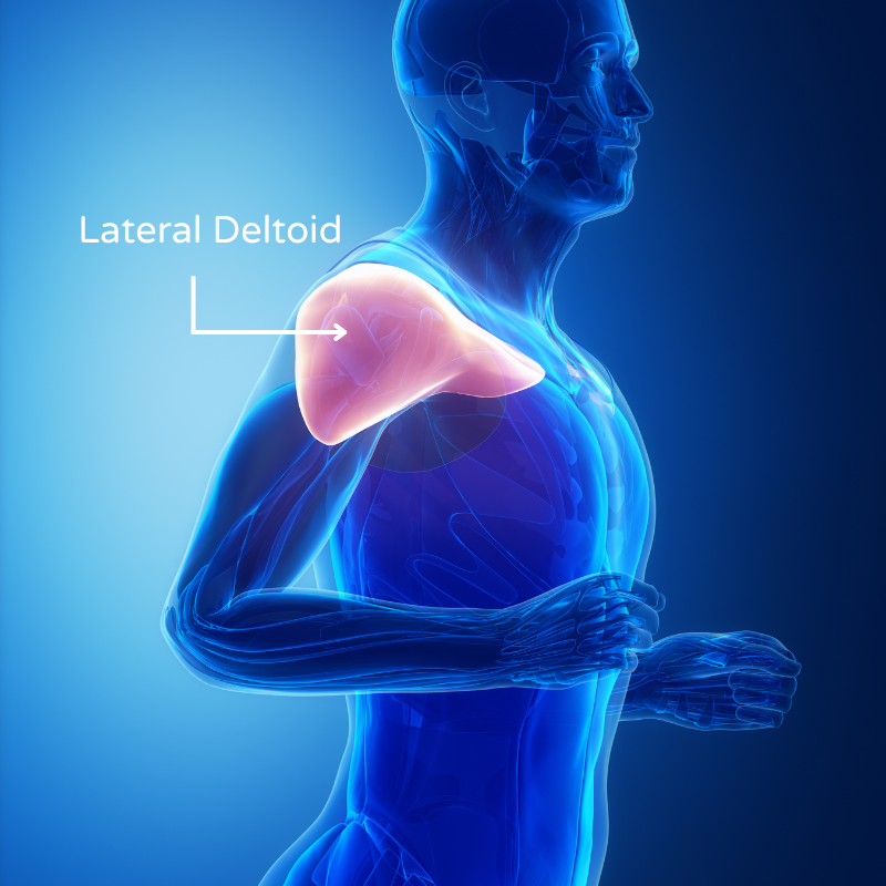 Image highlighting the lateral deltoid in the shoulder anatomy.