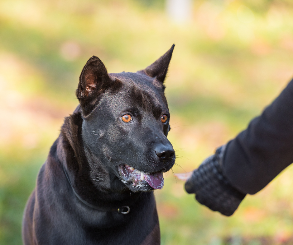 A Black Thai Ridgeback receiving a treat
