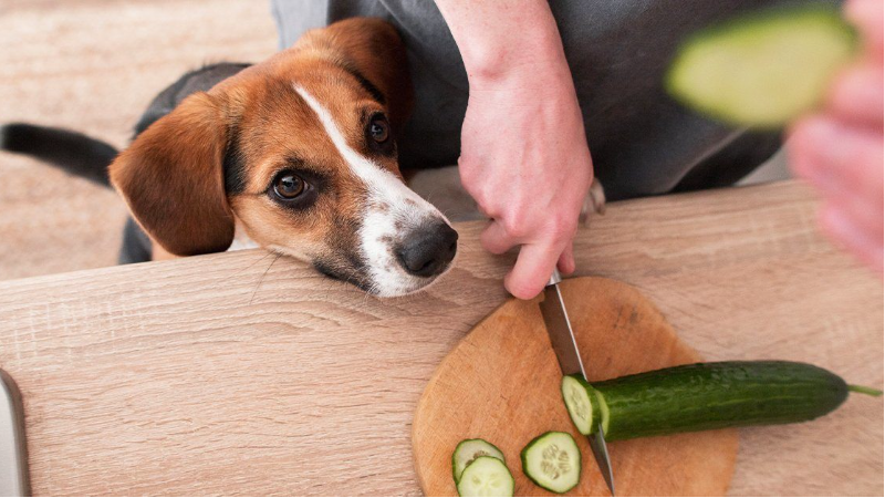 26bbb677 e766 41bf 9e3b acac14b37c52 Can Dogs Have Cucumbers? Exploring the Benefits and Risks