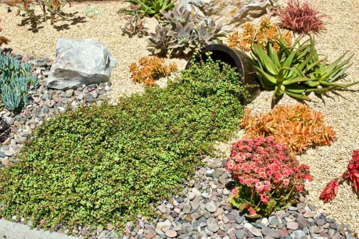 How to prepare for climate change: plant drought-tolerant landscaping. Image of rocks and succulents