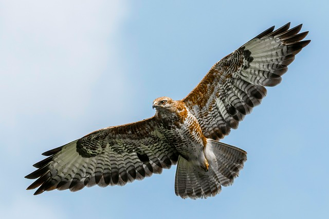 falcon, flying hawk, flying